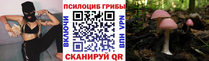 Псилоцибиновые грибы Psilocybe  Кировск 